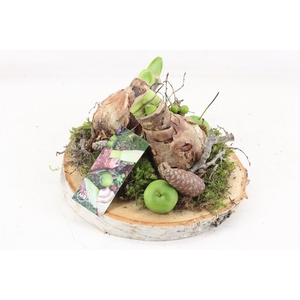 arr4 Amaryllis MB - Hout schijf 2bol