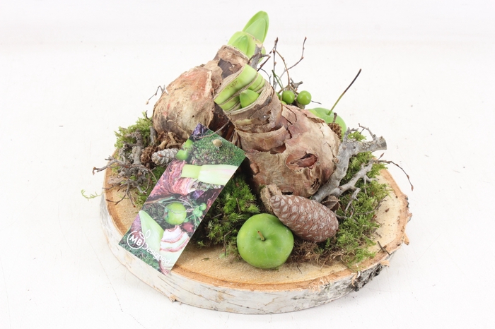 <h4>arr4 Amaryllis MB - Hout schijf 2bol</h4>