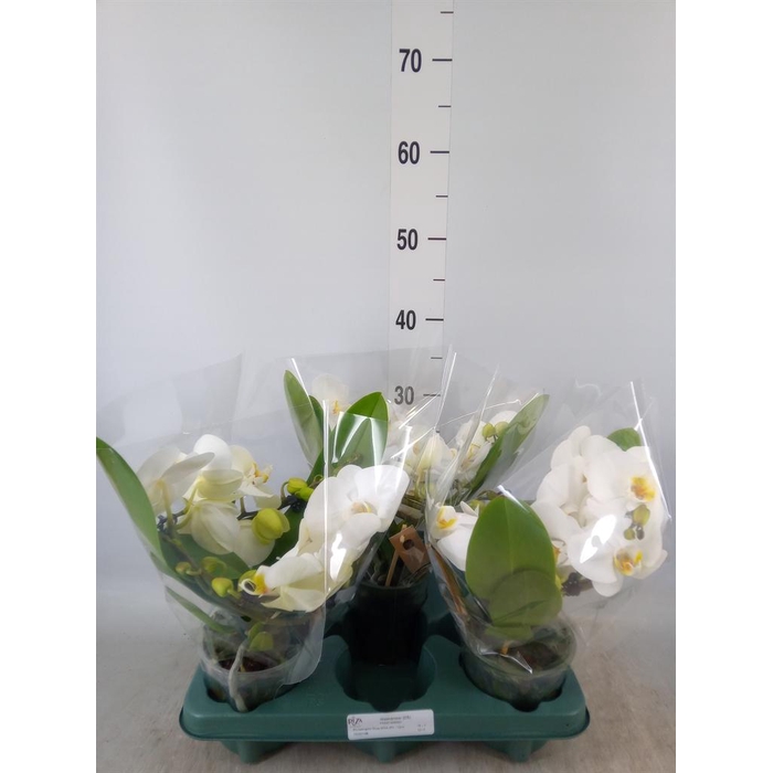<h4>Phalaenopsis 'Muse White'</h4>