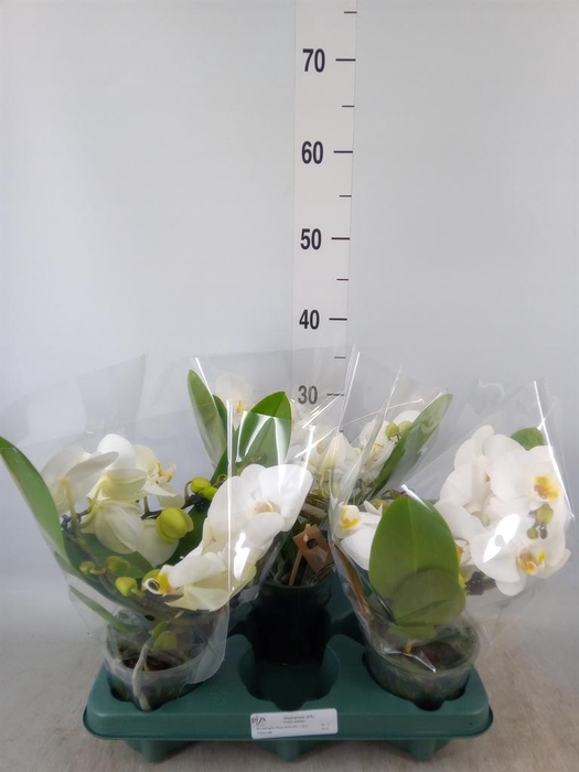 Phalaenopsis  'Muse White'