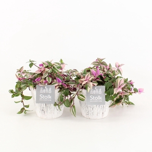 Tradescantia Quadricolor In Wood Wit