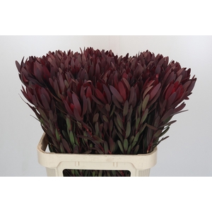 Leucadendron Saf Sunset Dark R.