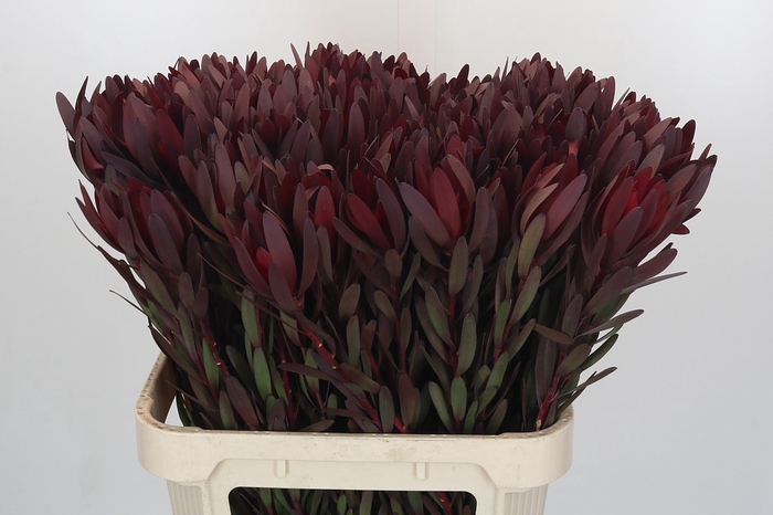 <h4>Leucadendron Saf Sunset Dark R.</h4>