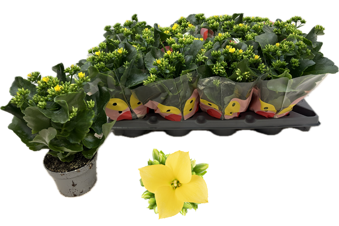 <h4>KAL EN ORI JOYCE</h4>