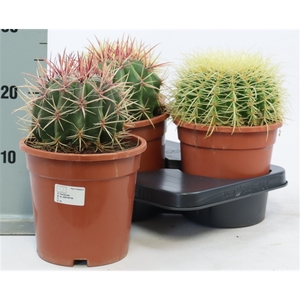 Cactus bollen mix 17 cm