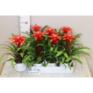 ARR BROMELIA