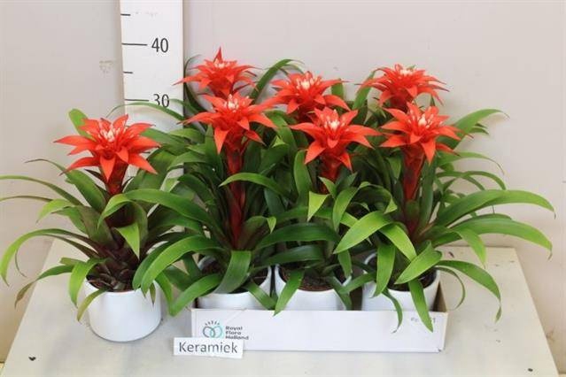 <h4>ARR BROMELIA</h4>