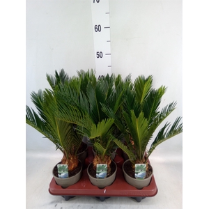 Cycas revoluta