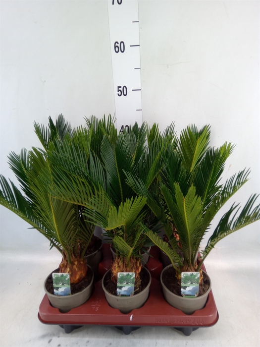 <h4>Cycas revoluta</h4>