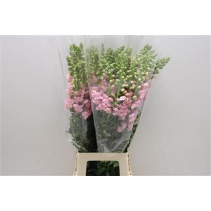 Antir Poto Cherry Rosa