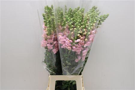 <h4>Antir Poto Cherry Rosa</h4>