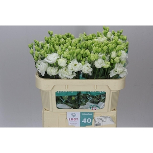 Eust Du Allisa Pure White