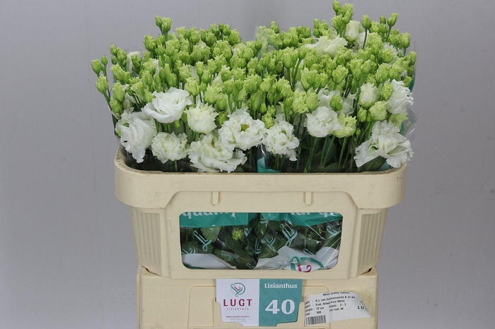 <h4>Eust Du Allisa Pure White</h4>