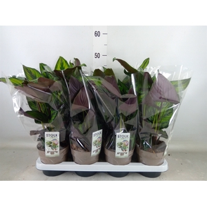 Calathea   ...