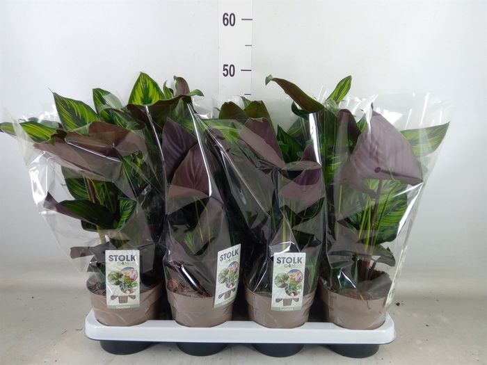 <h4>Calathea   ...</h4>