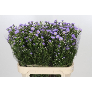 ASTER UNIV. 'CASSANDRA'