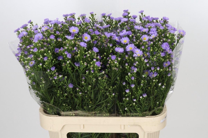 <h4>ASTER UNIV. 'CASSANDRA'</h4>