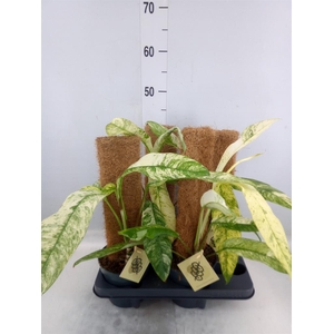 Planten   ...green L%