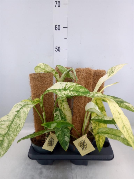 <h4>Planten ...green L%</h4>