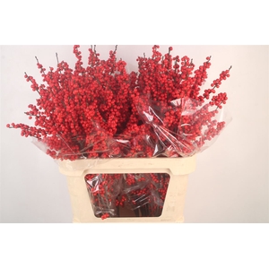 Ilex Verticilata Red Premium