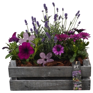 Arr.   Perkplanten H%