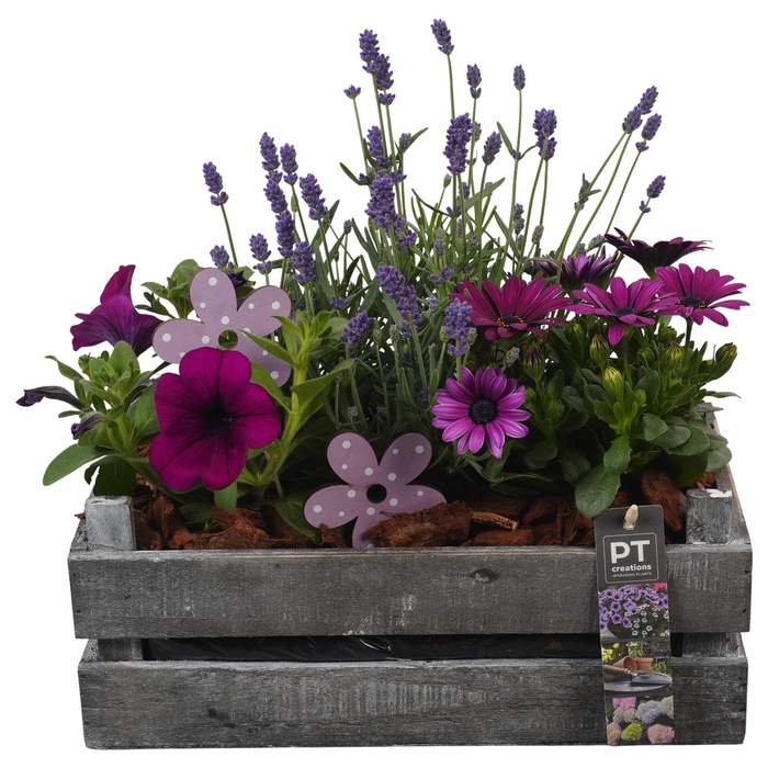 <h4>Arr.   Perkplanten H%</h4>