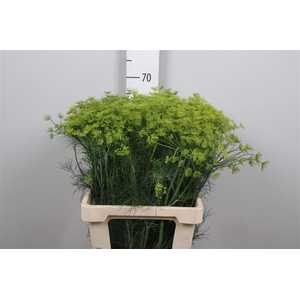 Anet Graveolens