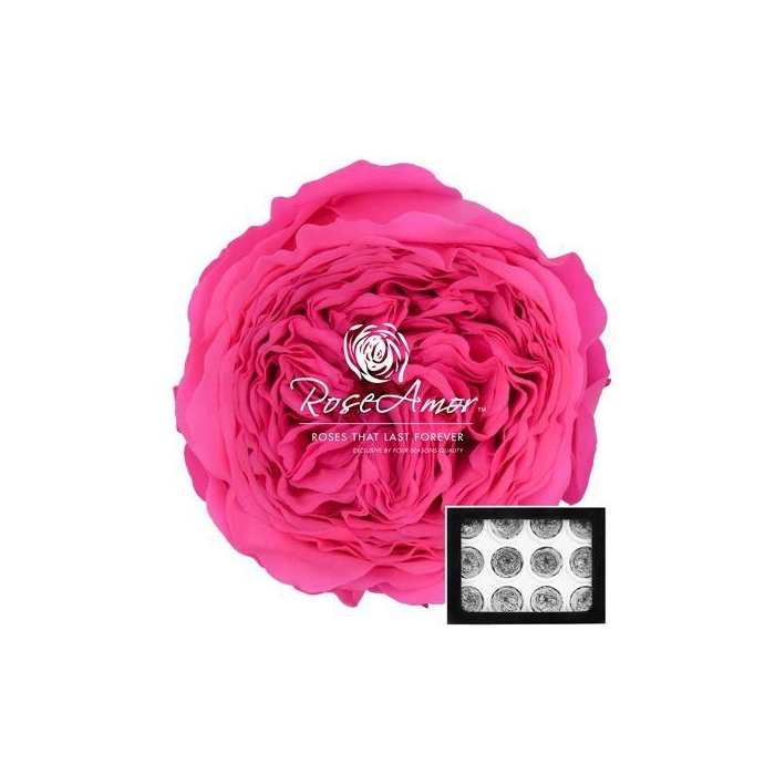 <h4>Amelia Pin07</h4>