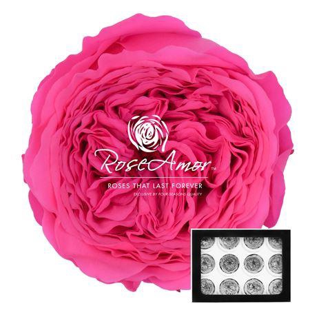 <h4>Amelia Pin07</h4>