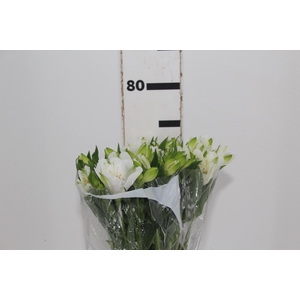 ALSTROEMERIA MISTRAL 080 CM