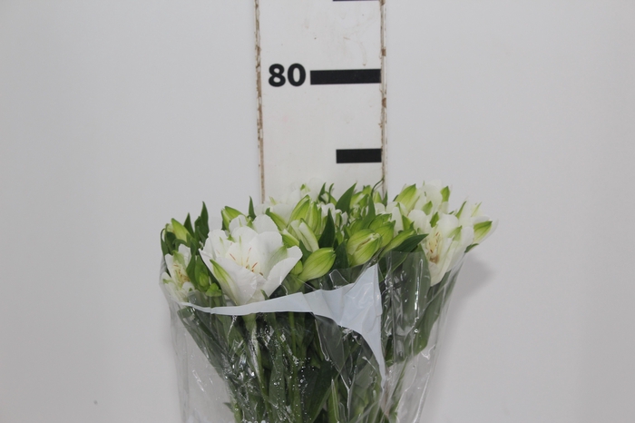 <h4>ALSTROEMERIA MISTRAL 080 CM</h4>