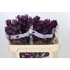 Anigozanthos Bush Merlot