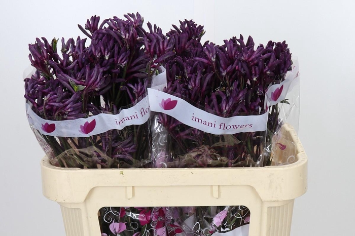 <h4>Anigozanthos Bush Merlot</h4>