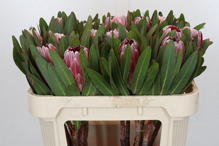 <h4>Protea Pink Ice</h4>