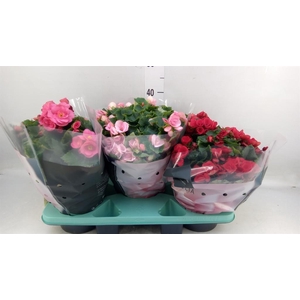 Begonia elat. EN 'Betulia' ..mix