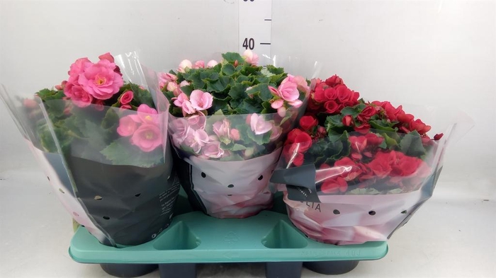 <h4>Begonia elat. EN 'Betulia' ..mix</h4>