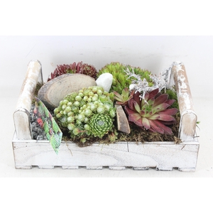 arr4 Semp MB - Hout tray L los