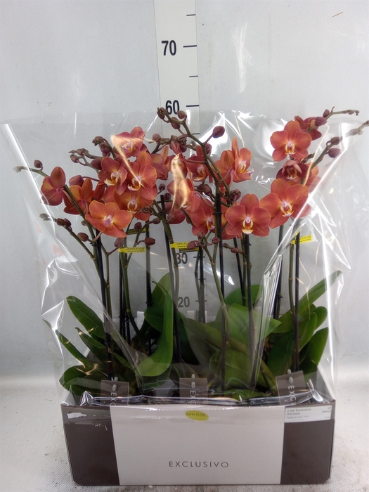 <h4>Phalaenopsis  'Horizion'</h4>