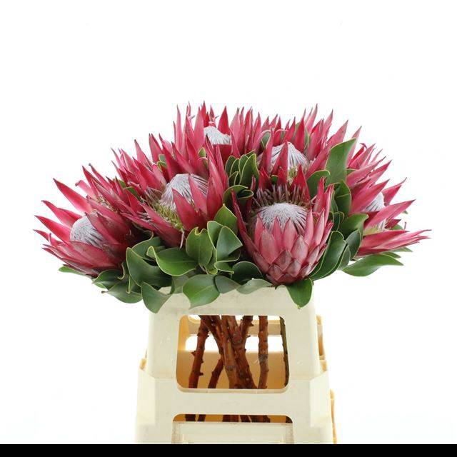 <h4>PROTEA CY MADIBA</h4>