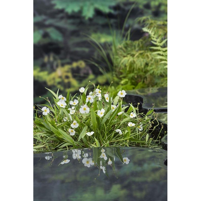 <h4>Baldellia ranunculoides</h4>