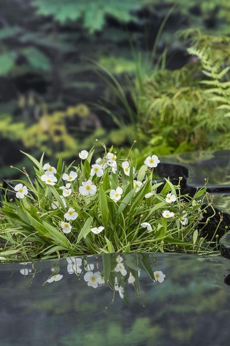 Baldellia ranunculoides