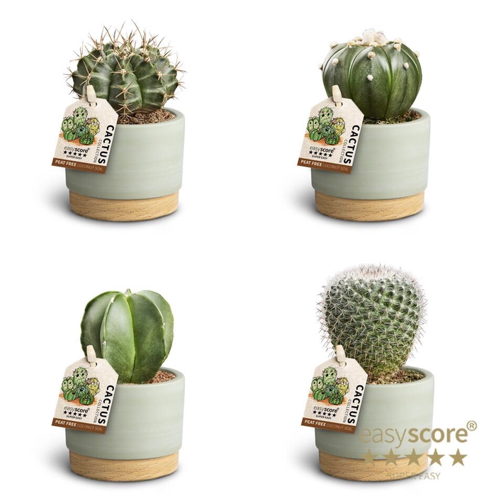 <h4>ASTROPHYTYM MYRIOSTIGMA</h4>