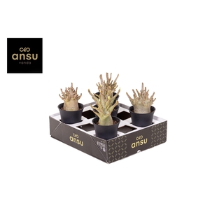 ADEN ANSU BAOBAB