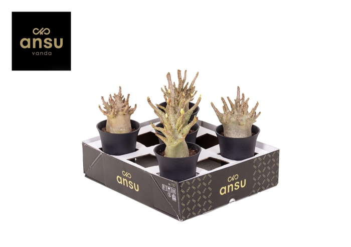 <h4>Adenium "Ansu" Baobab in sierpot XL</h4>