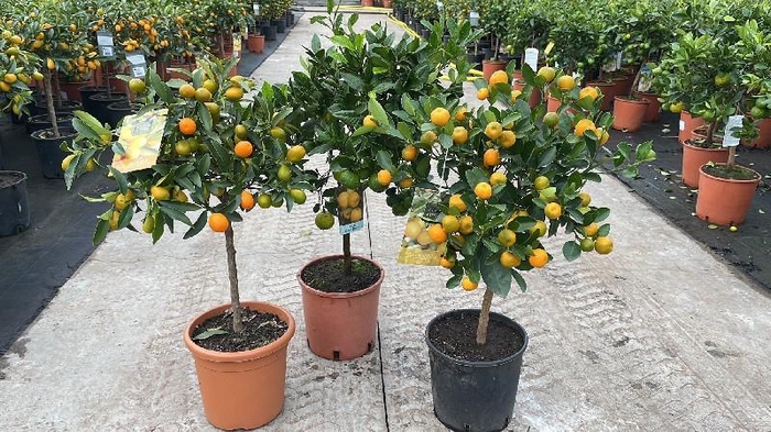 Citrus gemengd 4-5 soorten