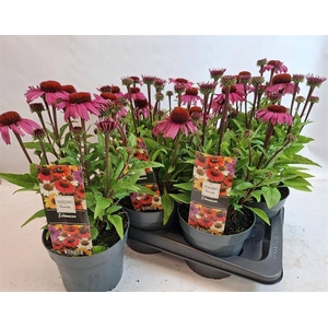 ECHINA PURPUREA PINK P17