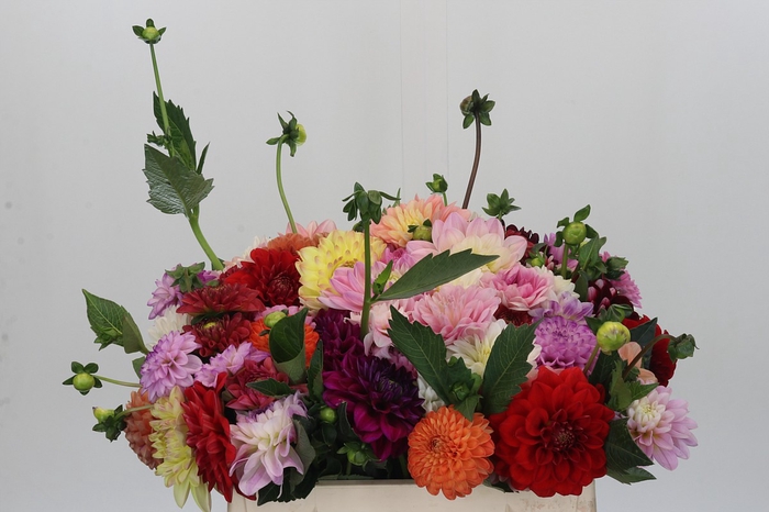 <h4>Dahlia Gemengd in bos</h4>
