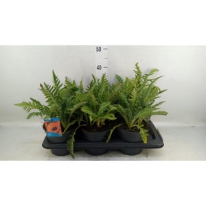 Papaver orientale 'Brilliant'