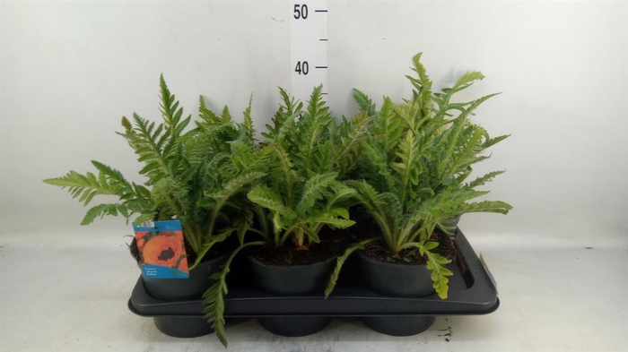 <h4>Papaver orientale 'Brilliant'</h4>