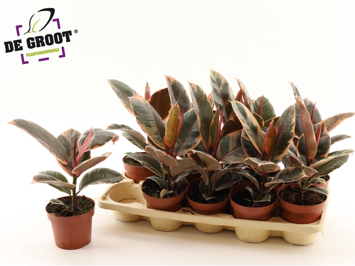 <h4>FIC EL BELIZE</h4>